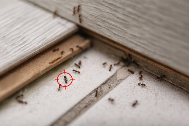 Best Spider Control Near Me  in Divernon, IL