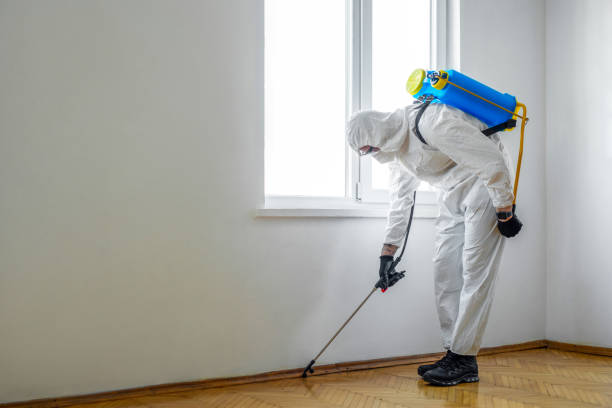 Best Termite Control Services  in Divernon, IL