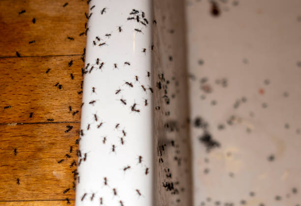 Best Emergency Pest Control  in Divernon, IL