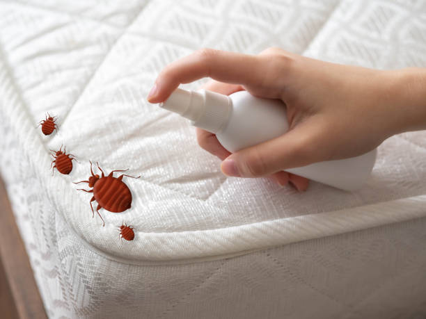 Best Ant Control Services  in Divernon, IL