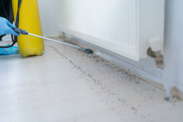 Best Mosquito Control Services  in Divernon, IL