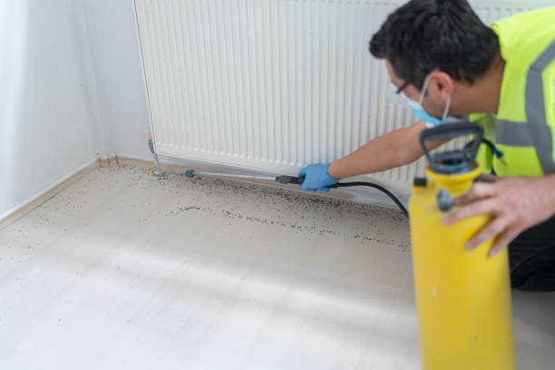 Best Flea Control Services  in Divernon, IL