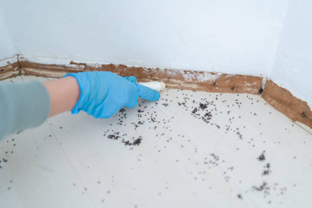 Best Rat Extermination Near Me  in Divernon, IL
